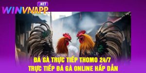 Đá Gà Trực Tiếp Thomo 24/7 – Trực Tiếp Đá Gà Online Hấp Dẫn
