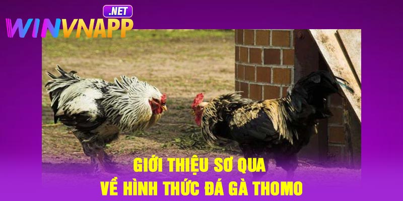 Giới thiệu sơ qua về hình thức đá gà Thomo
