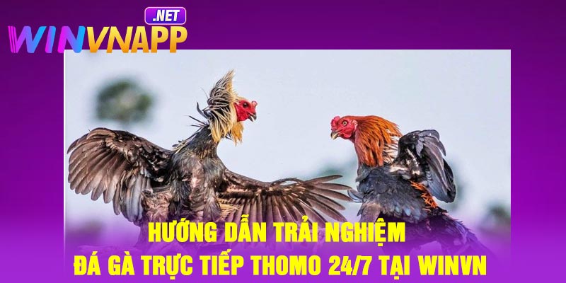 Hướng dẫn trải nghiệm đá gà trực tiếp Thomo 24/7 tại Winvn