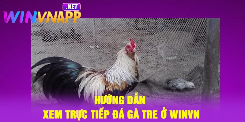 Hướng dẫn xem trực tiếp đá gà tre ở Winvn