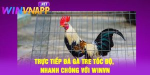 Trực Tiếp Đá Gà Tre Tốc Độ, Nhanh Chóng Với Winvn