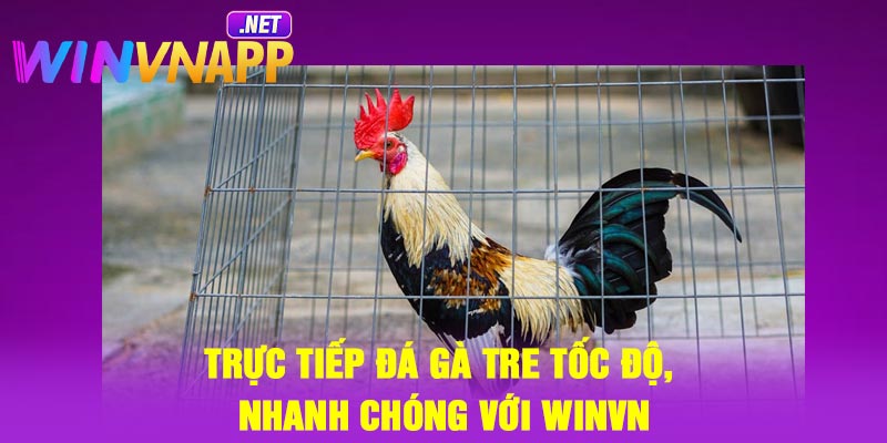 Trực Tiếp Đá Gà Tre Tốc Độ, Nhanh Chóng Với Winvn