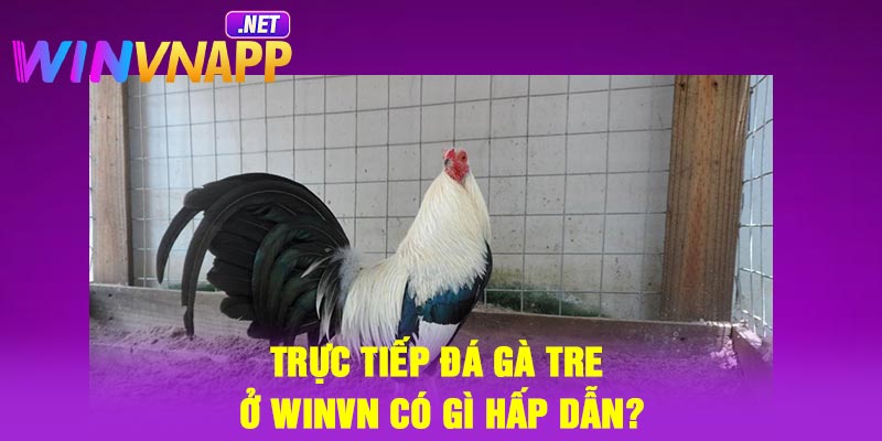 Trực tiếp đá gà tre ở Winvn có gì hấp dẫn?