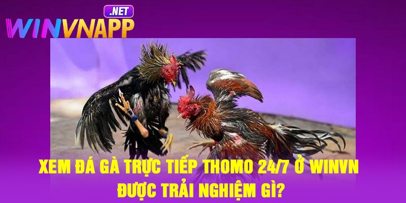 Xem đá gà trực tiếp Thomo 24/7 ở Winvn được trải nghiệm gì?